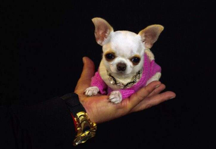 Pearl the iPhone-Sized Chihuahua is the World's Shortest Dog
