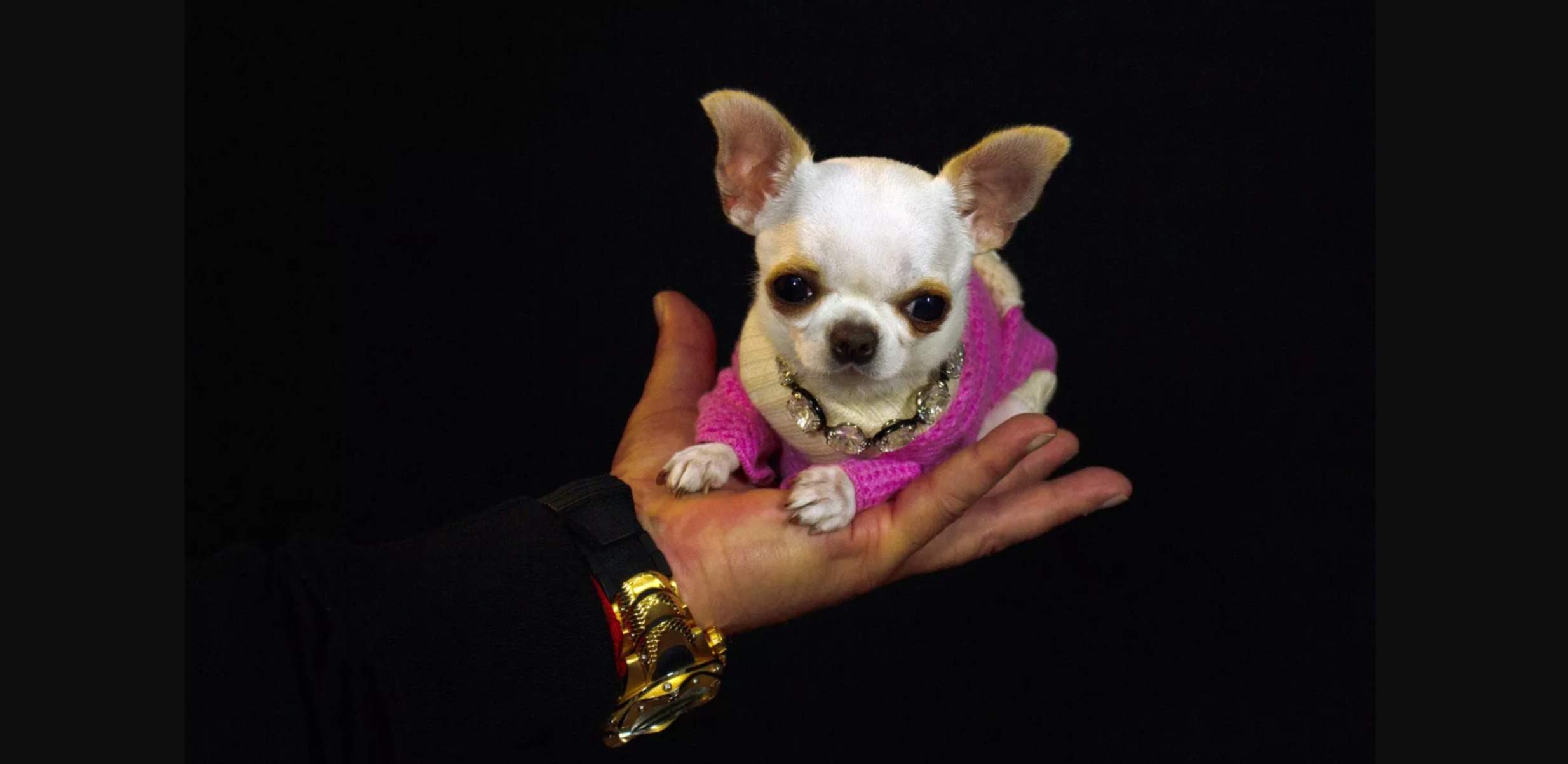 Pearl Guinness Book Records Chihuahua World's Shortest Dog
