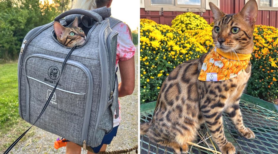 Poseidon the Bengal in a backpack