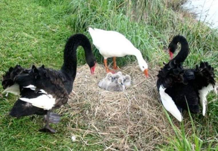 Thomas the blind bisexual goose with his former swan partner Henry, along with Henry's new partner Henrietta