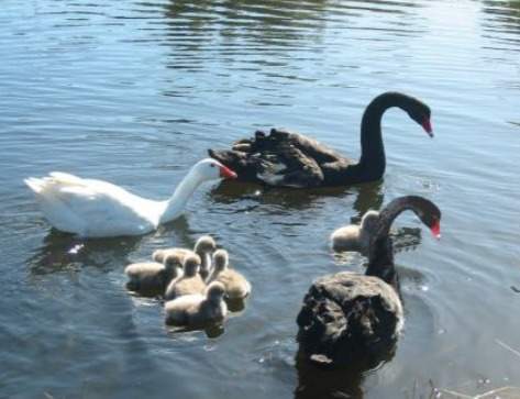 Thomas the blind bisexual goose helping raise Henry the swan's babies