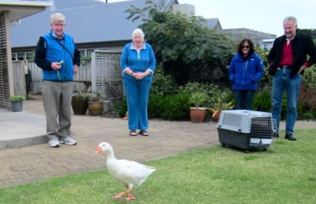 Thomas the blind bisexual goose at the Wellington Bird Rehabilitation Trust in New Zealand