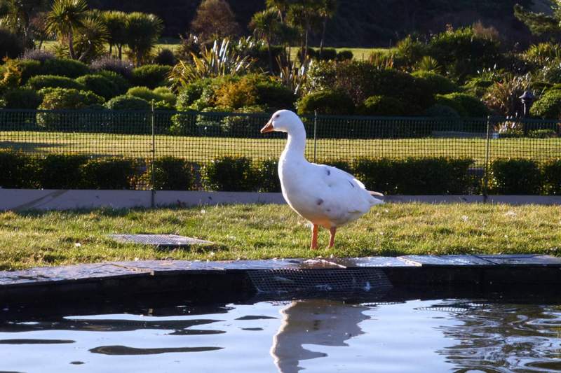 Thomas the blind bisexual goose in New Zealand