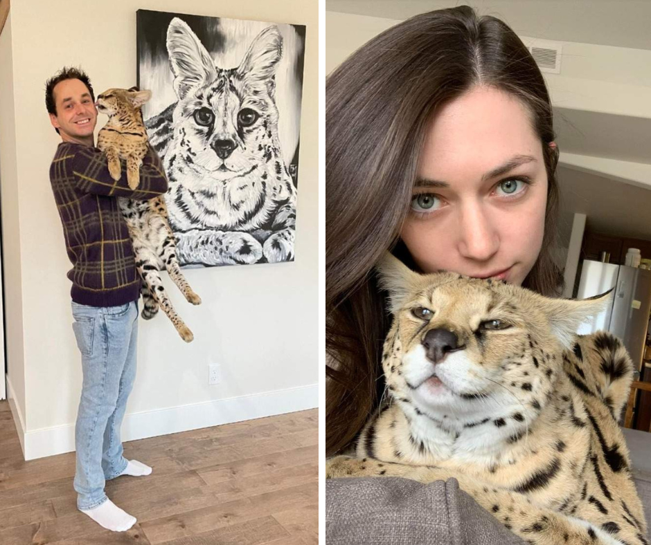 Chloe the Serval owners Matt Corbeil and Shannon DePender