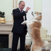 Vladimir Putin's pet Yume