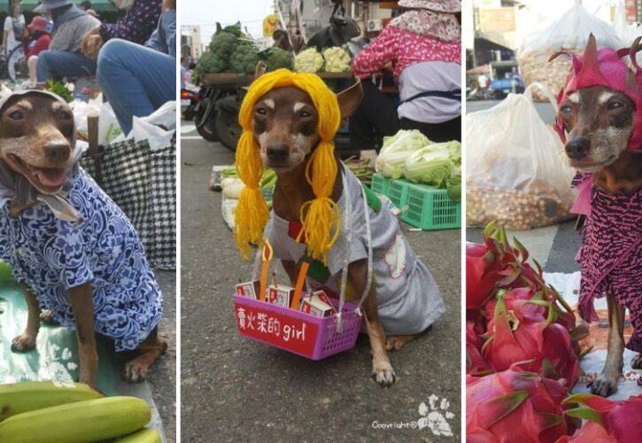 Xiao Pi is a Doggy Street Vendor with Style