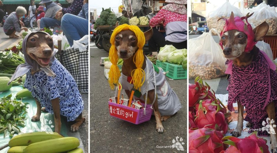 Xiao Pi (Little P) dog fruit and veggie vendor and model