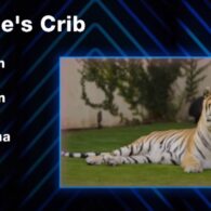 Christine Quinn's pet Tiger