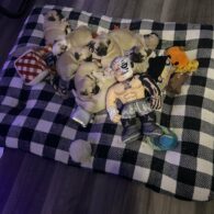 Darby Allin's pet Family of Pugs