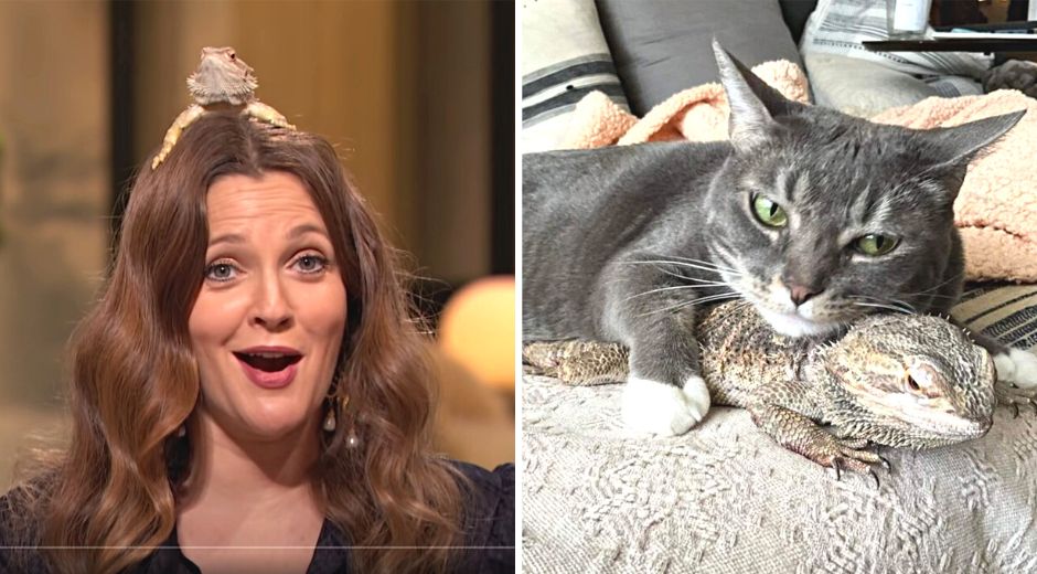 Drew Barrymore's bearded dragon and cat