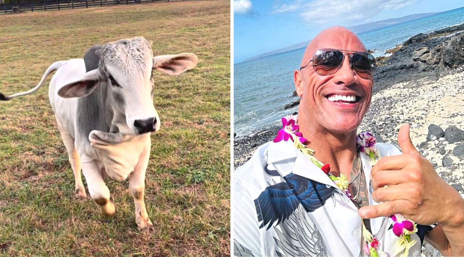 Dwayne Johnson gets a pet Brahma Bull cow named Soul Bully