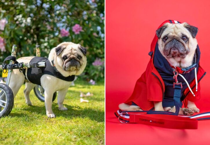 Interview With Dog Influencer Puggy Smalls: On Life, Love, Fame, and Living With a Disability