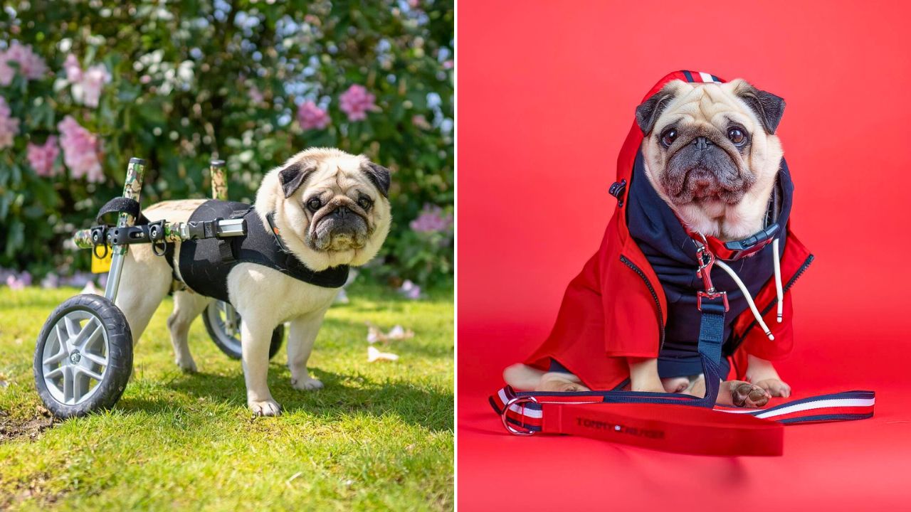 Interview With dog Influencer Puggy Smalls - Living With a Disability