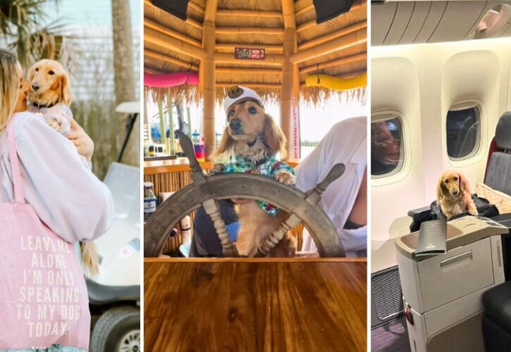 Interview with Fifi Little Darling the Jet-Set Dachshund