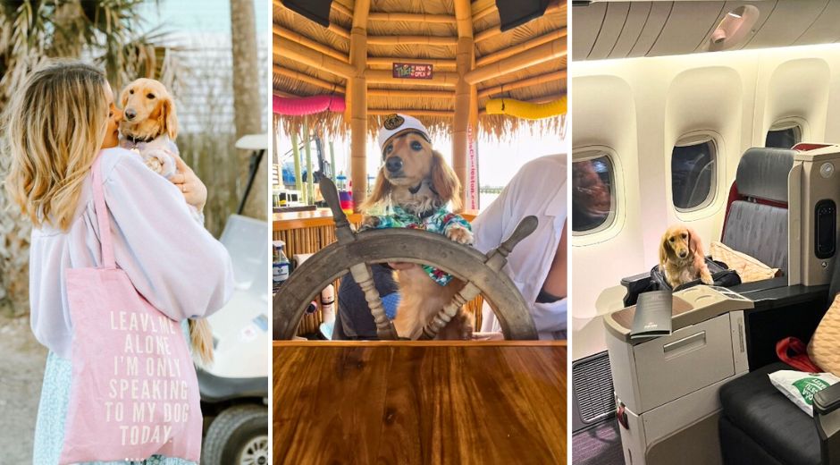 Interview with Fifi Little Darling the Jet-Set Dachshund