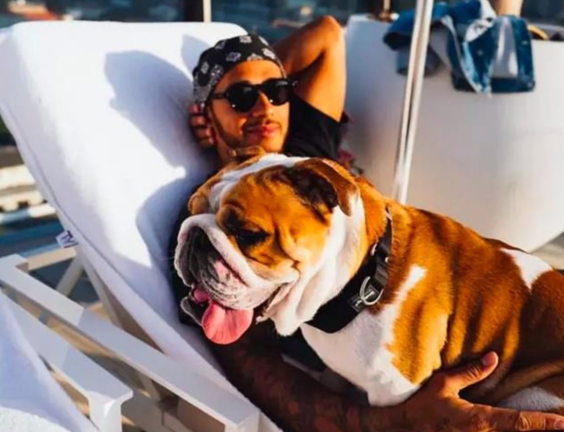 Lewis Hamilton English Bulldog named Coco