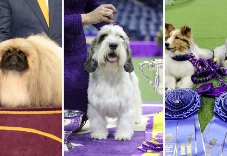 Meet "Best in Show" and the Winners of the 2023 Westminster Kennel Club Dog Show