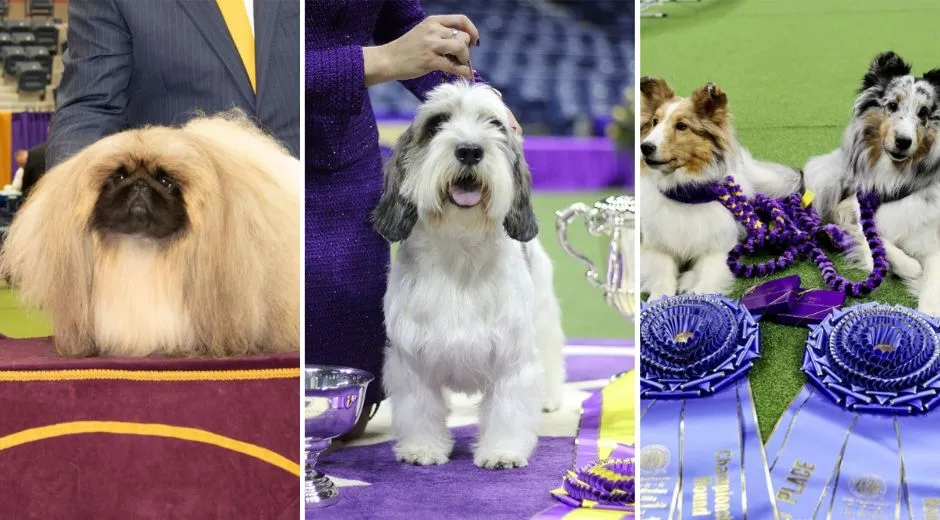 Meet “Best in Show” and the Winners of the 2023 Westminster Kennel Club