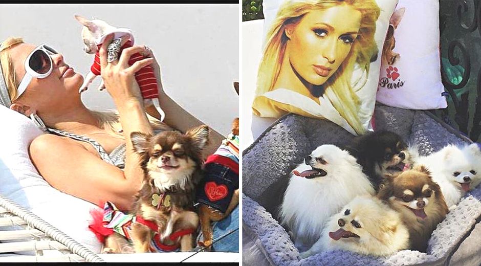Paris Hilton with her Chihuahuas and Pomeranians