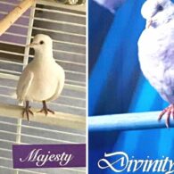 Prince (Musician)'s pet Majesty and Divinity - Pet Doves