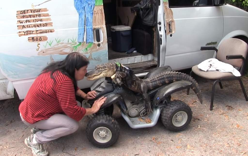 Rambo the ATV riding Alligator with owner Mary Ann Thorn in Florida
