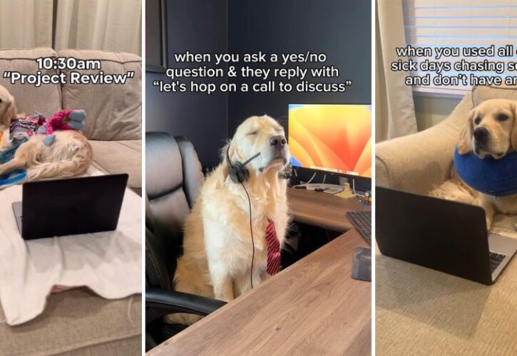 Rigatoni the Golden Retriever is Your Work-From-Home Spirit Animal