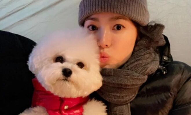 Song Hye Kyo Pets