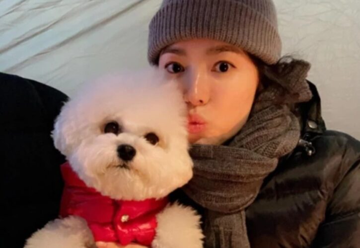 Song Hye Kyo Pets