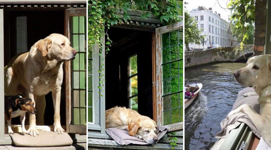 The Story of Fidel the Celebrity Dog of Bruges Belgium