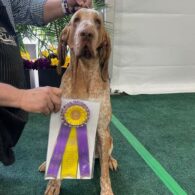 Faith Hill's pet Lepshi -  "Best in Breed" Winner - 2023 Westminster Dog Show