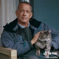 Tom Hanks' pet Schmagel - The Cat from "A Man Called Otto"