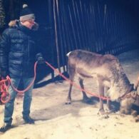 Valtteri Bottas' pet Rosa the Reindeer