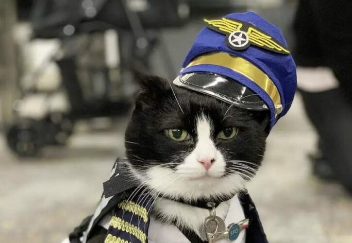 Duke Ellington Morris, a 14-Year-Old Therapy Cat, Has Joined the San Francisco Airport’s Wag Brigade