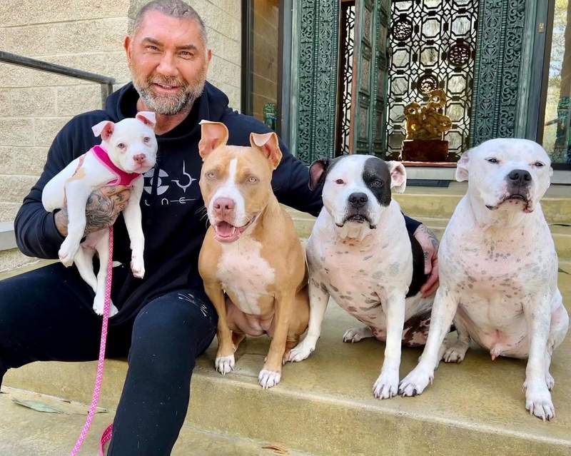 Dave Bautista with his four adopted Pitbulls
