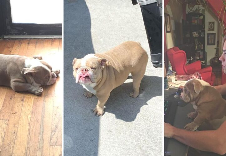 Disney Star Dylan Sprouse Morns the Death of Magnus, His English Bulldog