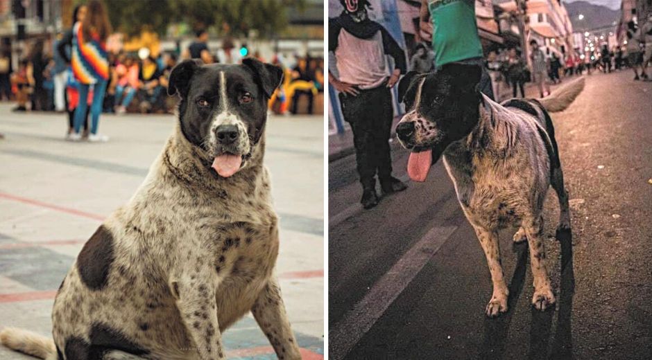 El Vaquita Chile protest dog