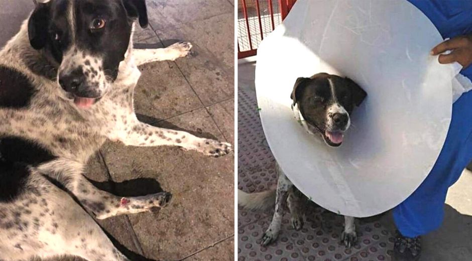 El Vaquita protest dog gets treated for rubber bullet wound