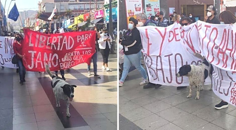 El Vaquita stray dog attending protests in Antofagasta Chile