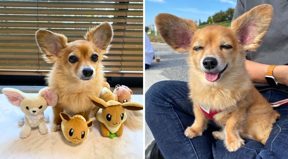 Fox Dog Taro rescued chihuahua mini dachshund with giant ears