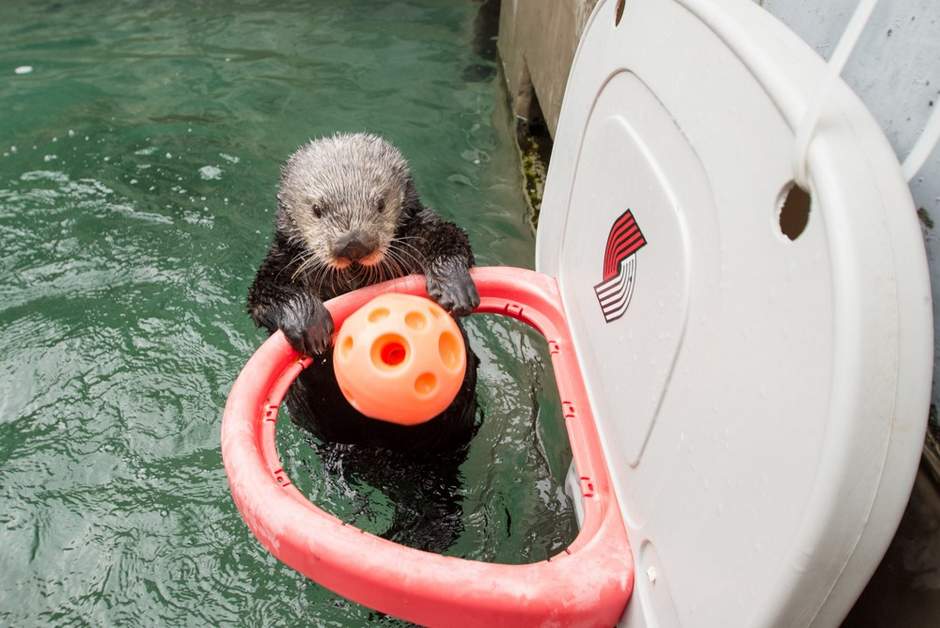 Juno rescued sea otter playing basketball at Oregon Zoo