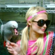 Paris Hilton's pet Hank