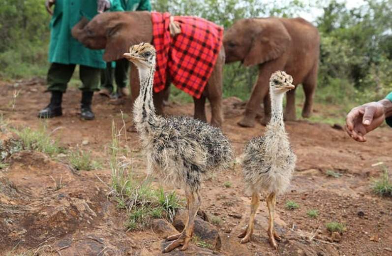 Pea and Pod rescued ostrich chicks Kenya