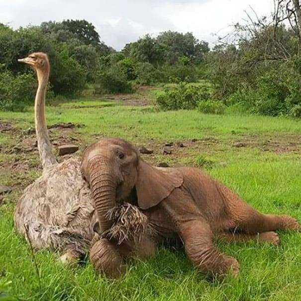 Pea ostrich and Jotto elephant friends 