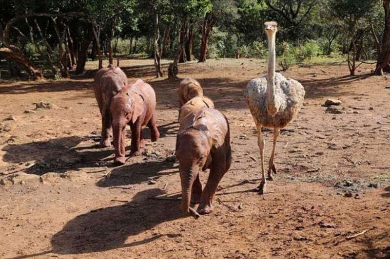 Pea ostrich and elephant friends