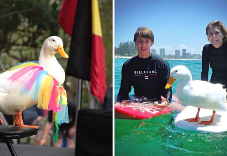 Woman Trains Duck to Surf Because Dogs Aren’t Allowed at Beach, Duck Ends up Winning Beach Dog Pageant