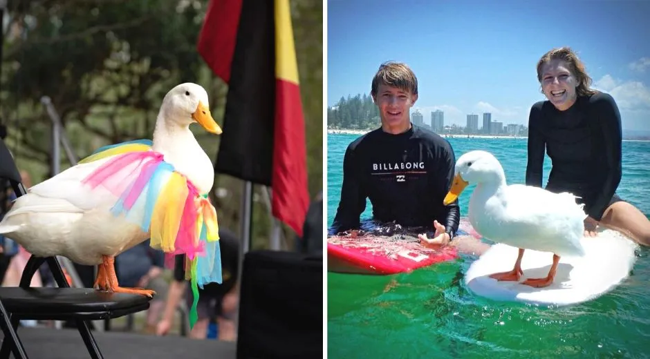 Woman Trains Duck to Surf Because Dogs Aren’t Allowed at Beach, Duck