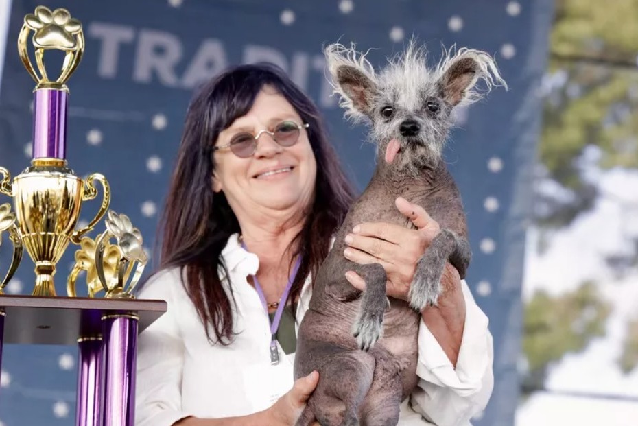 Scooter Chinese Crested dog 2023 World's Ugliest Dog Contest winner