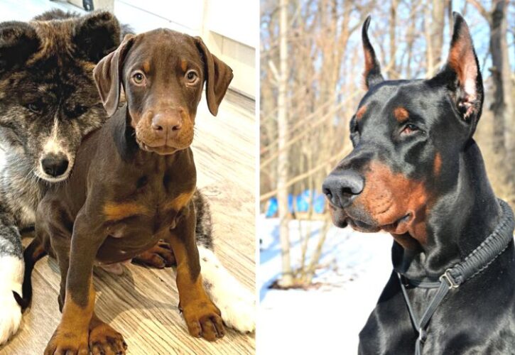 Suki and Dante Show Us What a Natural, Uncropped Doberman Looks Like