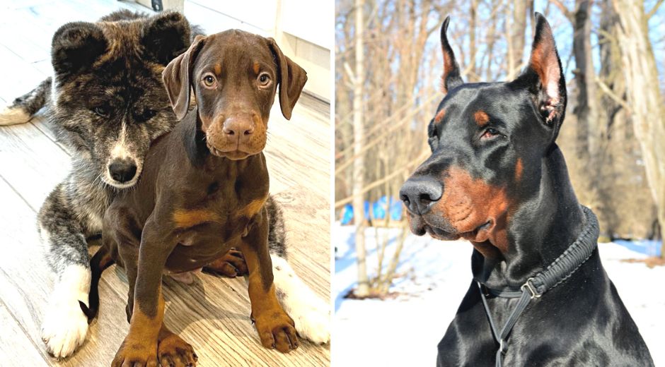 Suki and Dante Show Us What a Natural, Uncropped Doberman Looks Like