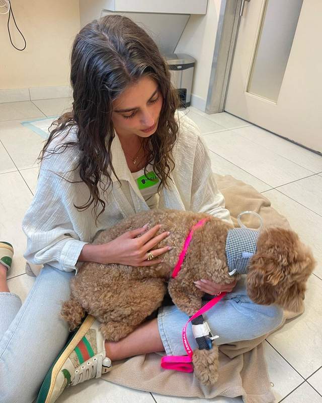 Taylor Hill dog Tate diagnosed with lymphoma